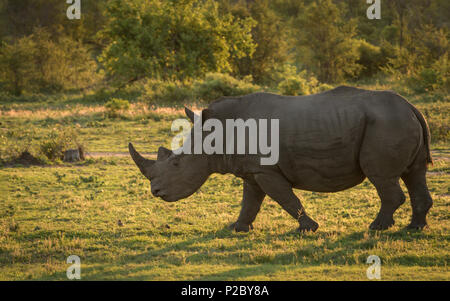 White Rhino mit Hintergrundbeleuchtung in einem offenen Wiese Stockfoto