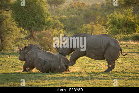 Männliche und weibliche White Rhino in schönen, goldenen Licht zurück. Stockfoto