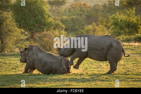 Nach White Rhino in wunderschönen goldenen zurück Licht versucht sich zu paaren. Stockfoto