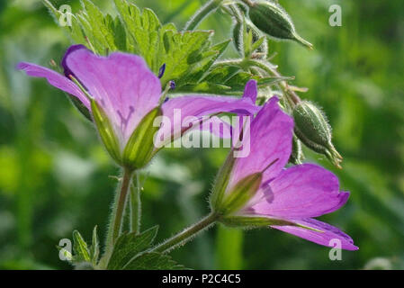 Geranium Sylvaticum. Hausjärvi, Finnland. 22.5.2018 Stockfoto