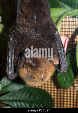 Spring Garden Festival, Gainesville, Florida. Lubee Bat Conservancy. Stockfoto