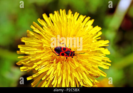 Firebug (Pyrrhocoris apterus) Insekt auf der Löwenzahn in den Frühling Stockfoto