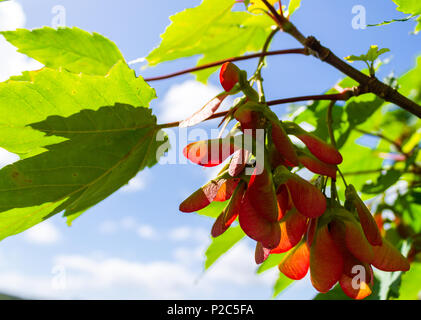 Acer pseudoplatanus, Bergahorn baum Samen reifen im frühen Sommer Sonne in Nahaufnahme. Stockfoto