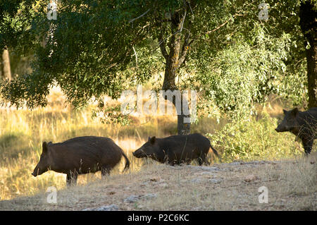 Wildschwein in den Sierras de Cazorla, Segura y las Villas, Provinz Jaen, Andalusien, Spanien Stockfoto