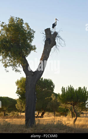 Storch auf einem Baum im Besucherzentrum Acebuche, Parque Nacional Coto de Donana, Coto Donana, Provinz Huelva, Andalusien, Spanien Stockfoto