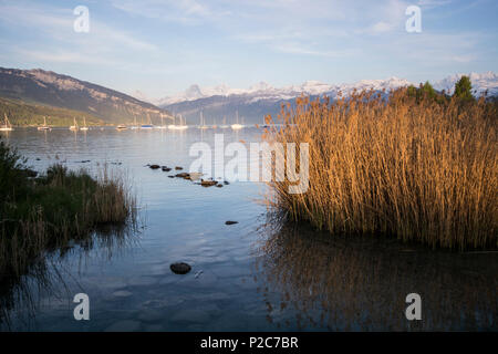 Schilf im Abendlicht am Ufer des Thunersees, hinter einigen Segelbooten und die Berge Eiger, Mönch und Jungfrau, Stockfoto