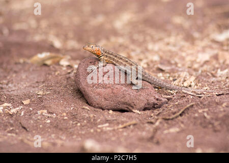 Eine Galapagos Lava Eidechse, Microlophus albemariensis, auf Rabida Island, Galapagos, Ecuador Stockfoto