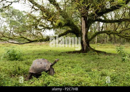 Eine Galapagos Riesenschildkröte, Chelonoidis nigra, Beweidung auf einer Lichtung umgeben von Nebelwald, Santa Cruz Island, Galapagos ist Stockfoto