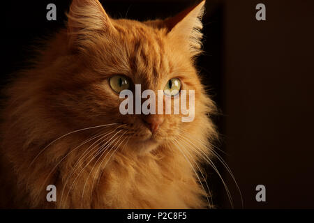 Porträt eines langhaarigen Ginger cat Stockfoto