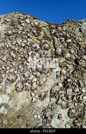 Auf Felsen Flechten. Luopioinen, Finnland. 11.4.2018 Stockfoto