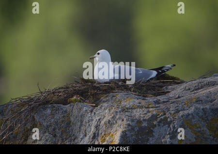 Larus canus (Nest). See, Kukkia Luopioinen, Stockfoto