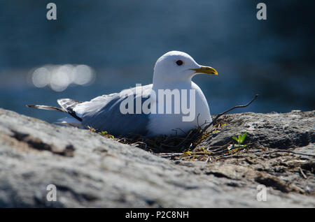 Larus canus (Nest). See, Kukkia Luopioinen, Finnland. 25.5.2018 Stockfoto