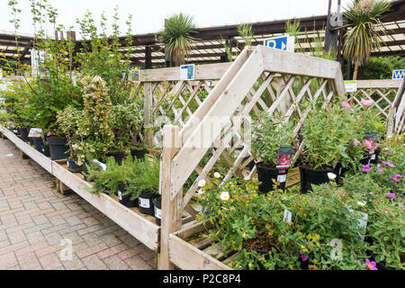 Pflanzen für den Verkauf in einem britischen Garten Center, Dorset, England Stockfoto