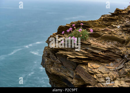 Armeria maritima, Sparsamkeit entlang der felsigen Küste von Cornwall. Stockfoto