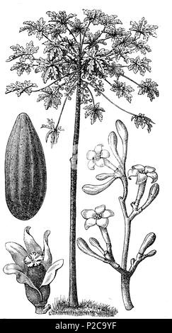 Papaya Pflanzen und Obst, Carica papaya, digital verbesserte Reproduktion von einem ursprünglichen Drucken aus dem 19. Jahrhundert, 1881 Stockfoto