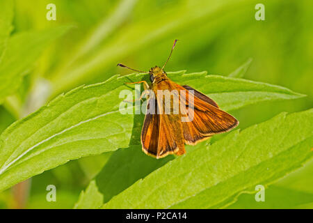 Männliche große Skipper (Ochlodes Sylvanus) Stockfoto