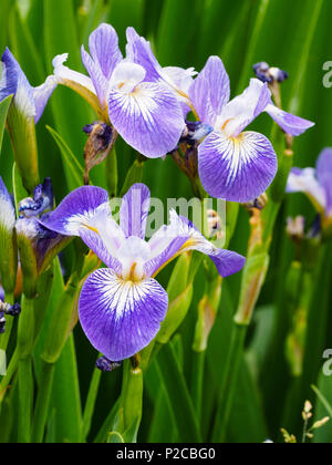 Blau und Weiß Anfang Sommer Blumen der marginalen Aquatische hardy Iris, Iris Versicolor 'Rowden Kantate' Stockfoto