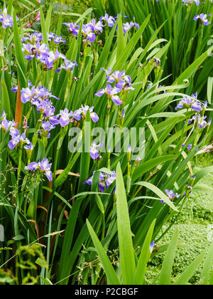 Blau und Weiß Anfang Sommer Blumen der marginalen Aquatische hardy Iris, Iris Versicolor 'Rowden Kantate' Stockfoto