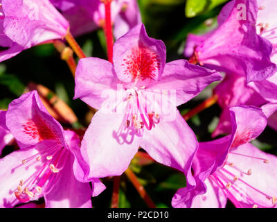 Nahaufnahme von einer Gruppe von lila Rhododendron Blumen wachsen im Sommer Sonnenschein. Stockfoto