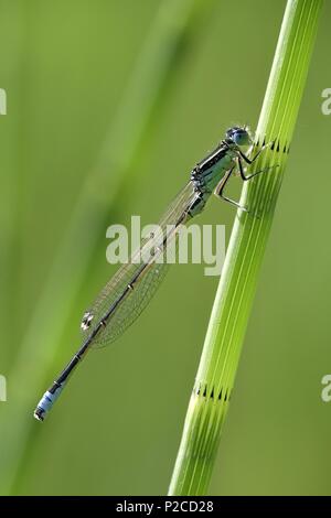 Knappen blau-tailed Damselfly, Ischnura pumilio Stockfoto