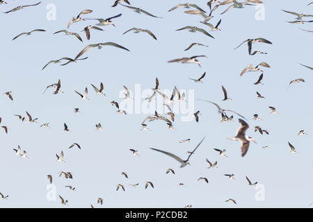 Eine große Herde von schwarzes Abstreicheisen (Rynchops niger) im Flug über dem Strand im südlichen Florida. Stockfoto