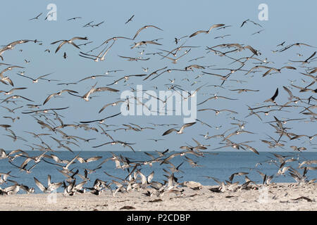 Eine große Herde von schwarzes Abstreicheisen (Rynchops niger) im Flug über dem Strand im südlichen Florida. Stockfoto