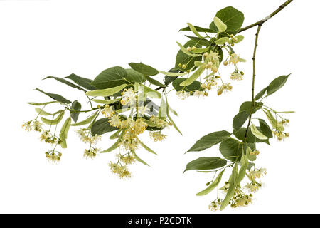 Blüten und Blätter von Linden, auf weißem Hintergrund Stockfoto