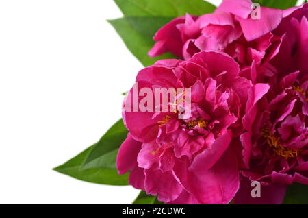 Bold vivid Pink peony Blumenstrauß Top View flatlay mit Platz für Hintergrund kopieren Stockfoto