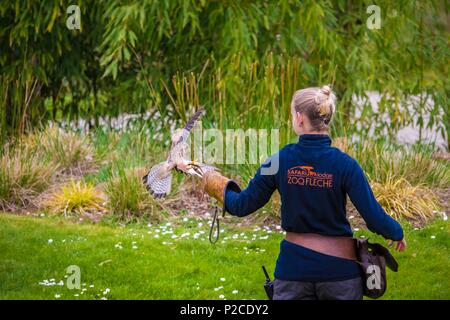 Frankreich, Sarthe, La Fleche, La Fleche Zoo, Turmfalke (Falco tinnunculus) und seine Falconer Stockfoto