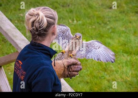 Frankreich, Sarthe, La Fleche, La Fleche Zoo, Turmfalke (Falco tinnunculus) und seine Falconer Stockfoto