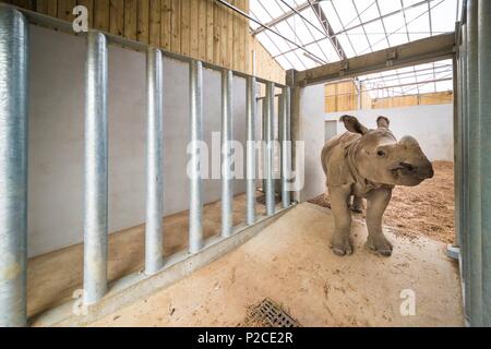 Frankreich, Sarthe, La Fleche, La Fleche Zoo, Öffnung im Gehäuse eines indischen Rhinozeros (Rhinoceros unicornis), während der Aktivität Keeper für einen Tag, offen für alle ab 8 Jahren, die es Ihnen ermöglicht, sich in die Schuhe eines Keeper zu setzen, darauf zu achten, von Tieren unter seinem supervisionotection Status, Übereinkommen von Washington (CITES Anhang I), IUCN-Status, bedroht, gefährdet (VU) Stockfoto