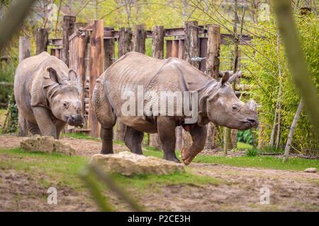 Frankreich, Sarthe, La Fleche, La Fleche Zoo, Öffnung des Gehäuses von tfe Indische Nashorn (Rhinoceros unicornis), während der Aktivität Keeper für einen Tag, offen für alle ab 8 Jahren, die es Ihnen ermöglicht, sich in die Schuhe eines Keeper zu setzen, darauf zu achten, von Tieren unter seinem supervisionotection Status, Übereinkommen von Washington (CITES Anhang I), IUCN-Status, bedroht, gefährdet (VU) Stockfoto