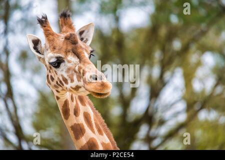 Frankreich, Sarthe, La Fleche, La Fleche Zoo, Giraffen füttern während der Aktivität Keeper für einen Tag, offen für alle ab 8 Jahren, die es Ihnen ermöglicht, sich in die Schuhe eines Keeper zu setzen, darauf zu achten, von Tieren, die unter seiner Aufsicht, IUCN, minimale Risiken, abhängig von Erhaltungsmaßnahmen (LR-cd) Stockfoto