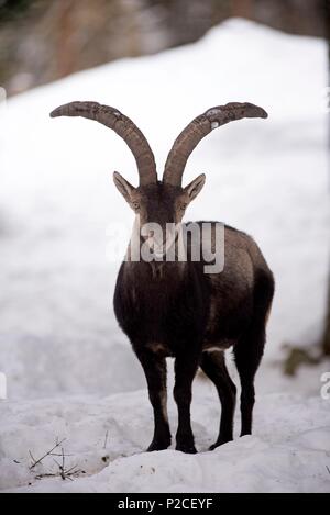 Pyrenäen im Schnee Steinböcke (Capra Pyrenaica), Spanien Stockfoto