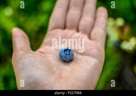Handfläche halten Blueberry auf Hintergrund der grünen Garten. Reisende bis Heidelbeeren pflücken Stockfoto