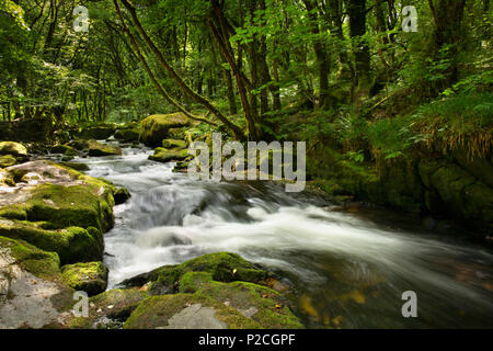 England, Cornwall, Draynes Brücke, Draynes Holz, Golitha Falls cascade on River Fowey Stockfoto