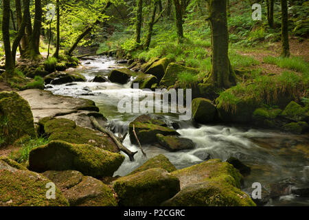 England, Cornwall, Draynes Brücke, Draynes Holz, Golitha Falls cascade on River Fowey Stockfoto