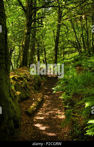 England, Cornwall, Bodmin Moor, Draynes Brücke, Weg durch Draynes Holz Golitha Falls Stockfoto