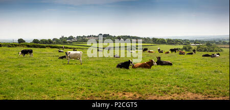 England, Cornwall, St Cleer, der Milchwirtschaft, Kühe in Feld liegend auf heißen Sommertag, Panoramablick Stockfoto