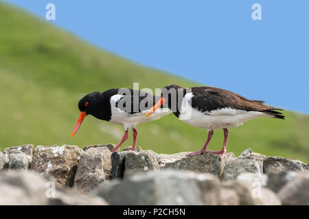 Gemeinsame pied Austernfischer/Eurasischen Austernfischer (Haematopus ostralegus) Paar auf trockenen Steinmauer, Shetlandinseln, Schottland, Großbritannien Stockfoto