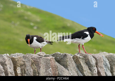 Gemeinsame pied Austernfischer/Eurasischen Austernfischer (Haematopus ostralegus) Paar auf trockenen Steinmauer, Shetlandinseln, Schottland, Großbritannien Stockfoto