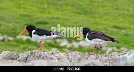 Paar gemeinsame pied Austernfischer/Eurasischen Austernfischer (Haematopus ostralegus), eines mit stumpfen Bill Tipp und andere mit meißelform Bill Tipp Stockfoto