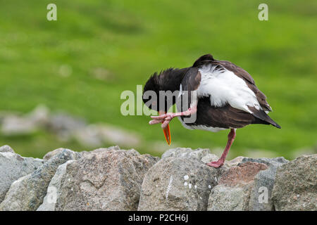 Gemeinsame pied Austernfischer/Eurasischen Austernfischer (Haematopus ostralegus) auf trockenen Steinmauer, Schottland, Großbritannien Stockfoto