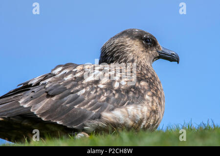 In der Nähe von Great skua (Eulen skua) Verschachtelung auf Moor im Frühling, Schottland, Großbritannien Stockfoto