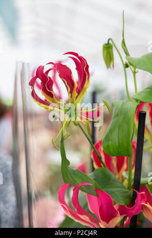 Gloriosa Rothschildiana Superba''. Herrlichkeit Lily. Flamme Lily. Gloriosa Lily in Plastikfolie eingewickelt in eine Blume zeigen. Großbritannien Stockfoto