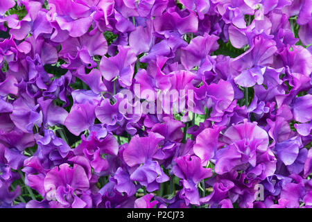 Lathyrus Odoratus. Sweet Pea" Katie Alice' Blume Anzeige Stockfoto