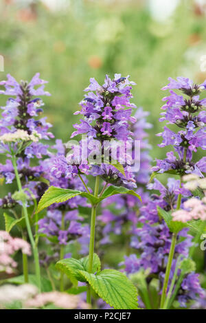 Nepeta subsessilis 'Washfield'. Katzenminze. Katzenminze Stockfoto