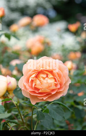 Rosa 'Lady von Shalott '/Ausnyson. Englisch Strauch Rose Stockfoto