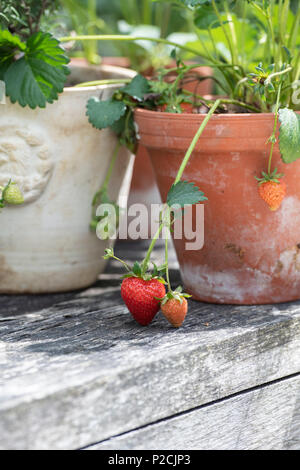 Fragaria x ananassa. Erdbeere Obst in einem terracotta Blumentopf auf einem Holztisch. Großbritannien Stockfoto