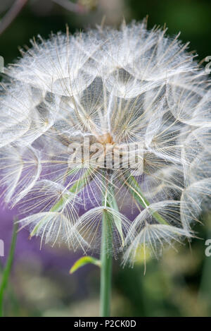 Tragopogon pratensis. Wiese Schwarzwurzeln Blume Samenköpfe Stockfoto